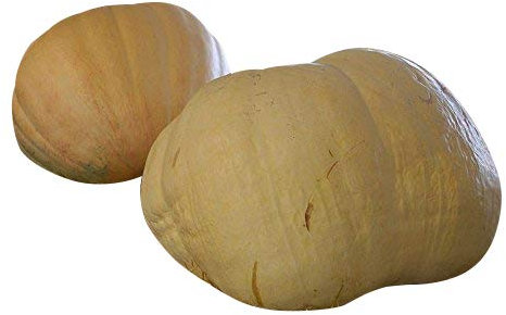 BIG MAX -Riesenkürbis- 20 Samen - 50 Kg/100 lb -