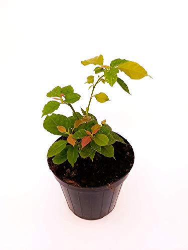 POWERS TO FLOWERS - BOUNGAVILLE VERA, pianta vera