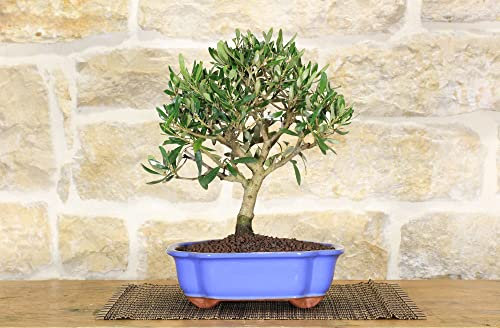 Bonsai di Olivo in vaso a nuvola azzurro