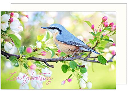 Edition Seidel Premium Geburtstagskarte mit Umschlag. Glückwunschkarte Grusskarte Billet Happy Birthday Mann Frau Zum Geburtstag Vogel Ast Blüten Frühling Karte (G3070 SW023)
