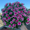 Immergrün Winterhart Samen, Catharanthus Roseus, Madagaskar Immergrün, Kunst Pflanzen Pflanzen Züchten Schmetterlingswiese Balkon Blumen Bienenfreundliche Blumensamen Balkonblumen 150 Stück