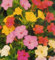 Mirabilis jalapa. Wunderblume. 30 Korn - 5 Farben