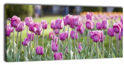 wandmotiv24 Leinwandbild Panorama Nr. 75 Pinke Tulpen 100x40cm, Keilrahmenbild, Bild auf Leinwand, Kunstdruck Tulpe Frühling Frühjahrsblüher