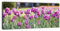wandmotiv24 Leinwandbild Panorama Nr. 75 Pinke Tulpen 100x40cm, Keilrahmenbild, Bild auf Leinwand, Kunstdruck Tulpe Frühling Frühjahrsblüher