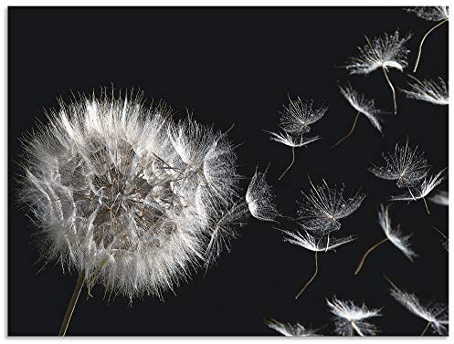 ARTland Wanddeko Wandbild Alu Verbundplatte für Innen & Outdoor Bild 80x60 cm Blumenbilder Pusteblume Blumen Pflanzen Schwarz Weiß U1UG