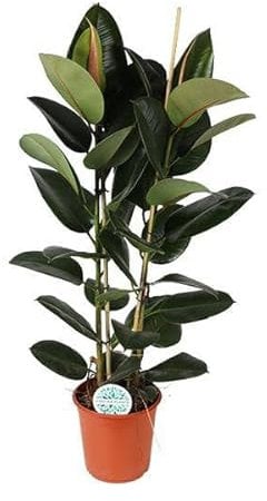 Ficus Elastica Robusta – Ø 24 cm – 110 cm
