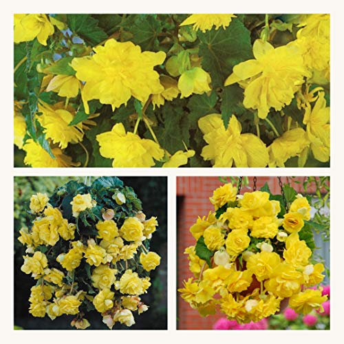 Pendula Begonia Yellow Corms Pretty Yellow Cascading Flowers Size 4/5 (10)
