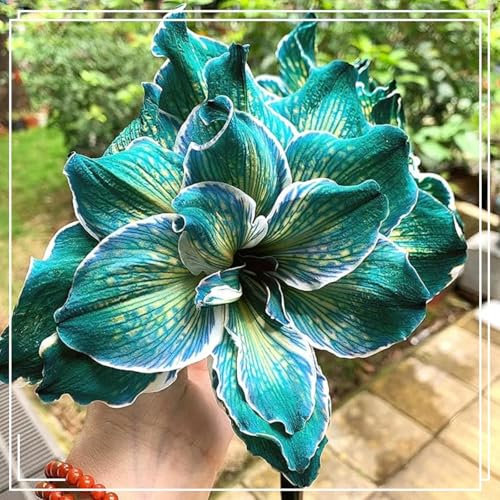 Bulbos Amarilis,Amarilis Bulbo, Bulbos De Amaryllis, Hippeastrum Hermosas,Flores Dobles,PlantacióN Simple,Bulbos De Flores Exterior Todo AñO,Amarilis Belladona Bulbos de amarilis doble-1bulbos-J