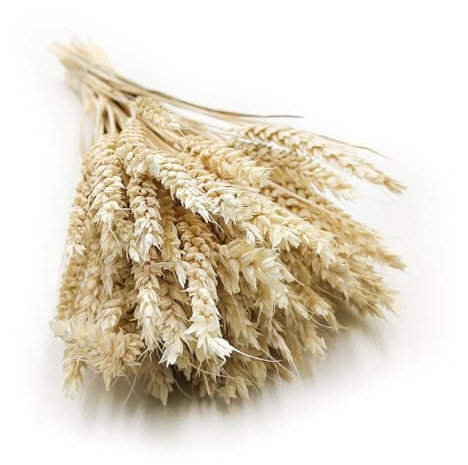 Enchanted Dekogras Weizen Getrocknetes Gras Ziergras Natürlich Deko Gebleicht