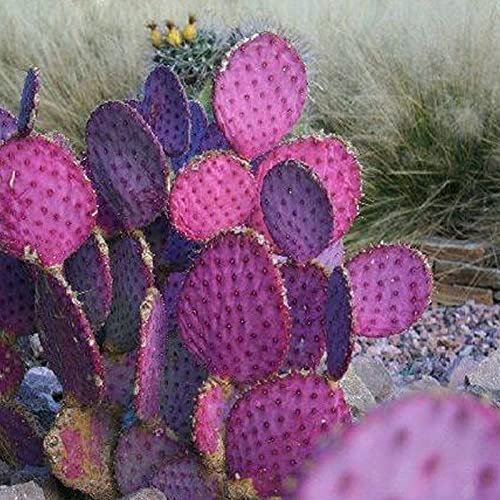 TOYHEART 20 Stück Premium Blumensamen, Opuntia Macrocentra Seeds Rare Good Harvest Mini Sukkulenten Feigenkaktus-Samen Für Den Außenbereich Lila