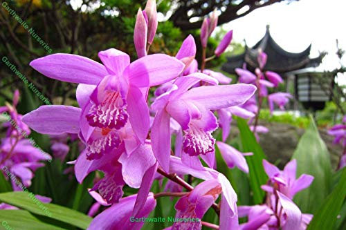 Dans Vaso 1 Litro Bletilla Striata (Orchidée Giacinto) Bulbi Estivi Pianta Perenne