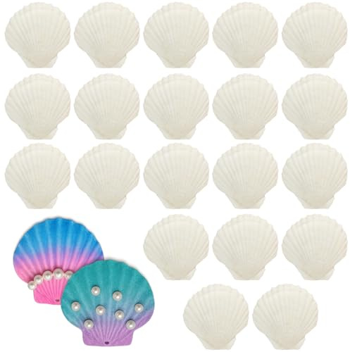 DAVIDJAMESCLARKE 22 Coquilles Saint Jacques Naturels Grands Coquillages Décoration Bricolage Artisanat Blanc Décoration Cuisine Collation Aquarium 7-8 cm
