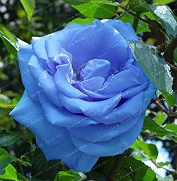 . Rare Blue Rose Fiori pianta perenne pianta fiorisce Bella pianta Piante domestiche di DIY Giardino Fiorito 50 Pz: 8