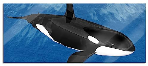 Pixxprint Glasbild Panorama, Wandbild aus Echtglas, schöner Orca im Meer, 100x40 cm, inkl. Aufhängung und Abstandshalter