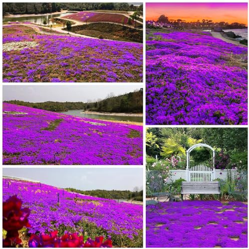 20000+ Violett kriechender Thymian zum Anpflanzen im Freien, im Garten, zur Rasenbedeckung