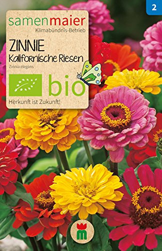 Samen Maier 732 Zinnie Kalifornische Riesen Mischung (Bio-Zinniensamen)