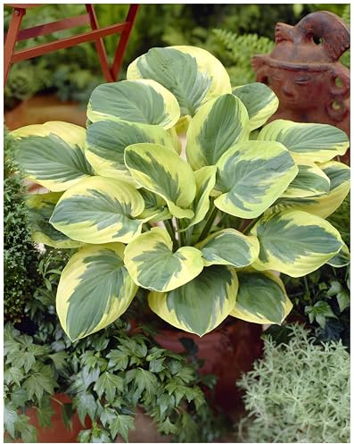 Stauden Gänge 10 x Hosta sieboldiana 'Carnival' Funkie, Herzblatt | Winterharter Bodendecker für Halbschatten bis Schatten, Blüte Juni bis August, mehrjährig, 1 L Topf (11x11 cm)