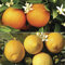 Orange & Lemon Tree Collection, 20-30cm Tall Including 9cm Pots