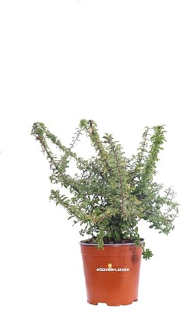 Pianta di Pyracantha Coccinea Soleil D'Or Pianta di Agazzino Giallo pianta vera pianta ornamentale pianta a bacche gialle pianta da esterno venduta da eGarden.store