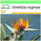 SAFLAX - Oiseau de paradis (reginae) - 5 graines - Strelitzia reginae