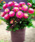20 Stück Echte Dahlie Blumendahlie Samen (nicht Dahlienzwiebeln), Symbolisiert Mut und Glück, ausdauernde Bonsai Blumensamen Hausgarten 2