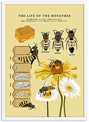 Antike Bienen Drucke Natürliche Poster Insekten Vintage Biologie Biene Wandkunst Leinwand Kinder Pädagogische Malerei Biene Lebenszyklus Wanddekor Ungerahmt-50X70cm