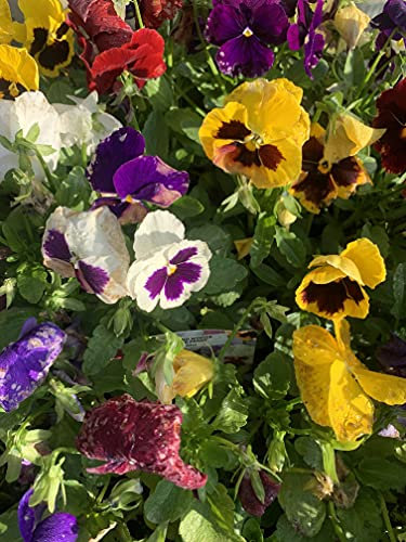 Bedding Plants - Pansy 'Delta Mix' - 20 x Jumbo Plug Plant Pack - Pansy Plants - Garden Ready + Ready to Plant - Premium Quality Pansies