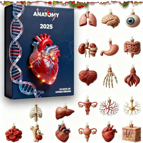 Anatomie-Adventskalender 2025, 24 Tägiger Countdown Weihnachtskalender Mit 2D-Organen Aus Acryl, Ornamente Für Medizinstudenten, Wissenschaftsliebhaber Anatomie-Enthusiasten