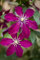 Clematis Hybride 'Niobe' 60-100 cm - Waldrebe, dunkelrote Blüten, Blütezeit Mai-September, ideal für Rankgerüste, pflegeleicht und winterhart