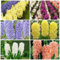 Giacinto bulbi,pianta di giacinto,bulbi giacinto misti,Piante erbacee perenni,Tagliare,bulbi giacinto vaso,decorazione del giardino,giacinto d acqua pianta,abbellire l'ambiente.-5bulbi-C