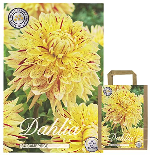 Sommerblumen Dahlien Knollen Blumenzwiebeln Mix Dahlia Bunte Auswahl im Mix für Sommer Blume Knolle Blumezwiebel Set Bunte Blüten mehrjährig (3 x Dahlien Cambridge)