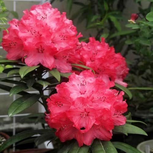 semillas de bonsái de azalea jardín plantas - Serie plantas raras - semillas bonsái en macetas resistentes árbol ornamental resistente resistentes al invierno para macetas balcón 8pcs