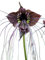 Schwarze Fledermausblume Black-Bat-Flower - Tacca chantrieri *1000 Samen* >Teufelsblume<