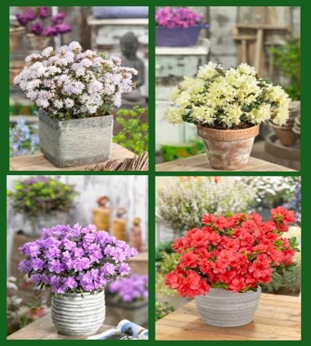 4 Mixed Dwarf Rhododendrons Evergreen Garden Shrubs Colourful 2ltr Pots