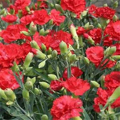 Frische 1000 semi - semi del garofano Fiore Scarlatto