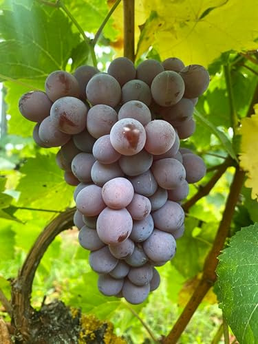 Tafeltraubenrebe 'Rosetta' – Rosa-blaue Trauben | Aromatisch & robust | Für Garten, Balkon & Terrasse | 3-jährige getopfte Weinrebe