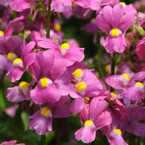 Fresh 100Pcs Pink Nemesia Flower Seeds