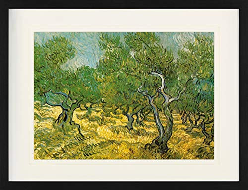 1art1 Vincent Van Gogh Poster Olivenhain, 1889 Gerahmtes Bild Mit Edlem Passepartout | Wand-Bilder | Im Bilderrahmen 80x60 cm