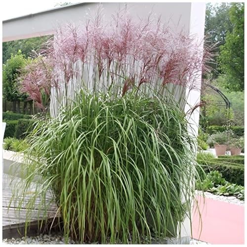 Stauden Gänge 3 x Miscanthus sinensis 'Malepartus' Chinaschilf winterhart | Hohes Ziergras für Sonne, Blüte September bis Oktober, mehrjährig, 1 L Topf (11x11 cm)