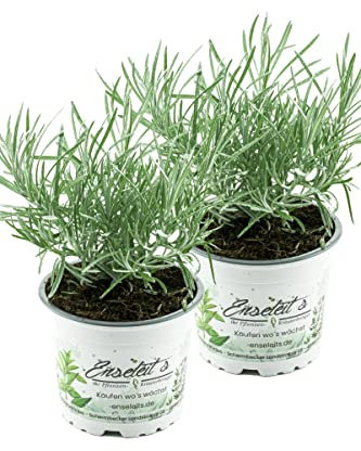 2x Currykraut Pflanze, Helichrysum angustifolia im Doppelpack 2 Pflanzen