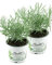 2x Currykraut Pflanze, Helichrysum angustifolia im Doppelpack 2 Pflanzen