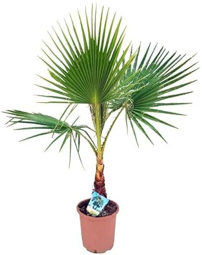 Palmera de Abanico Especie Washingtonia Robusta Planta Viva