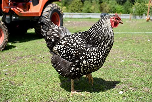 hansepuzzle 102596 - Huhn Puzzle 2000 Teile - Tierwelt Motiv mit hochwertiger Aufbewahrung: Kartonbox und wiederverschließbarem Beutel - Format 90 × 60 cm