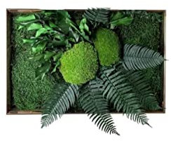clorophilla. Quadro Vegetale Senza Cornice con Piante Stabilizzate Vere, No Manutenzione e Polvere, Idea Regalo, Profuma e Decora (70x40)