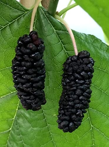 Kultur-Maulbeere Illinois Everbearing Baum .Maulbeeren. Dut. Шелковица