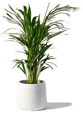 Areca Palm Large Indoor House Plant Real Tropical Plants Assorted Sizes Lush Foilage (Areca Palm 35-45cm Tall)