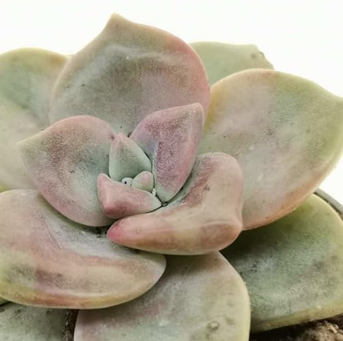 Graptopetalum foie gras purple pianta grassa variegata pianta da collezione rara coreana crassulacee