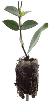 Trachelospermum jasminoides – 6x Sternjasmin Jungpflanzen | Immergrüne Kletterpflanze mit duftenden weißen Blüten | Winterhart & bienenfreundlich | ComfortXL Green