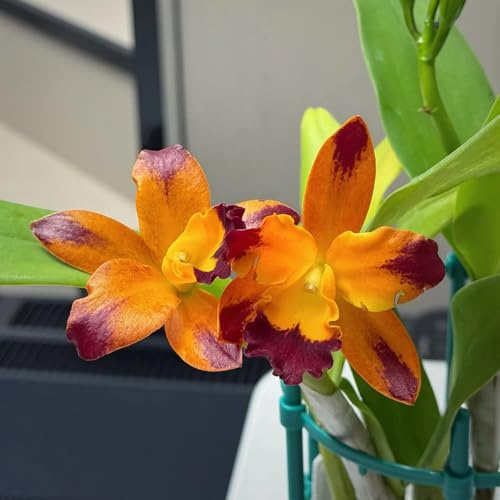 semi di orchidea cattleya resistenti orchidee cattleya aiuola rialzata ornamentali decorazione perenni 40pcs