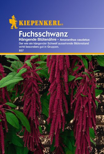 Sperli Blumensamen Fuchsschwanz Hängende Blütenähre, grün